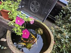 -良昌老味·海南老字号