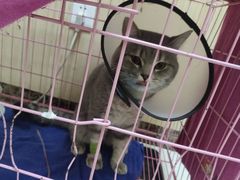 -瑞鹏宠物医院·骨科·猫科·内科(第一中心)
