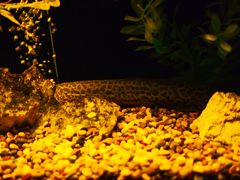 -暹罗海洋世界