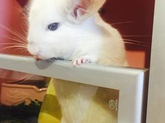 -藦茜花园宠物主题亲子互动体验馆(国顺东路店)