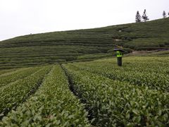 -龙坞茶村