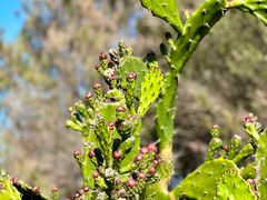 -麦考利夫人座椅