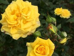 -人民公园(罗湖区)