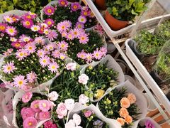 -双季花艺园艺市场(浦东店)