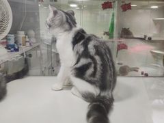 -李小姐の猫咖啡馆(五角场店)