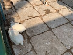 -南宫五洲植物乐园