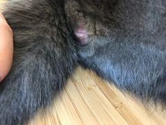 -瑞派宠物医院·24h·骨外科·皮肤科·全科宠物医疗转诊中心(沈阳浑南院)