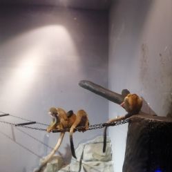 -未来动物城动物主题公园(大悦城店)