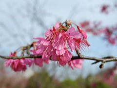 -花开海上生态园