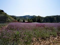 -北京东方普罗旺斯薰衣草庄园