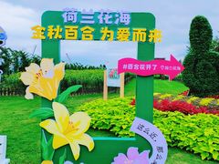 -荷兰花海