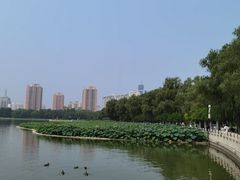 -莲花池公园