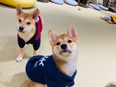-逗柴咖啡屋·狗咖猫咖宠物桌游