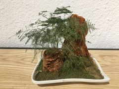 -Tian品