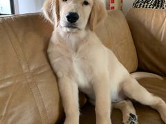 -翊宠yipet猫狗购宠庄园犬舍•猫舍