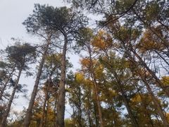 -黑龙江省森林植物园