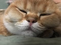 -美联众合动物医院·24h转诊中心