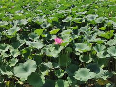 -大兴滨河森林公园