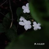 【杭州】运河&拱宸桥&小河直街