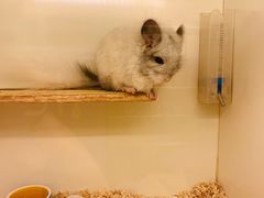 -龙猫仔乐园(惠福东路店)