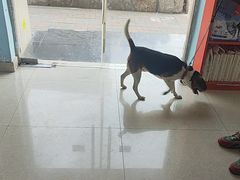 -瑞派福兴宠物医院犬猫全科·骨科·中西医结合(河东店)