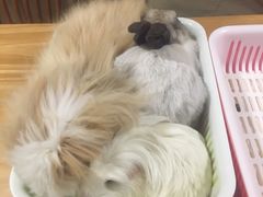 -藦茜花园宠物主题亲子互动体验馆(国顺东路店)