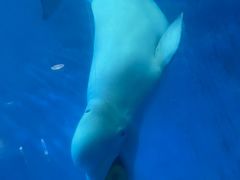 -海合安成都极地海洋公园