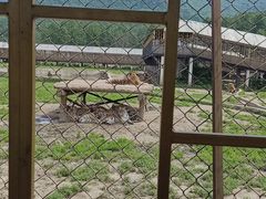 -横道河子东北虎林园