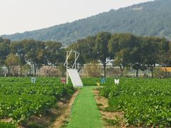 -苏州太湖西山岛开心农场