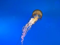 -太平洋海底世界