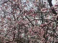 -桃花堤公园