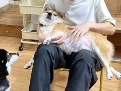 -是阿柴呀！柴犬咖啡·爱喵喵猫咖