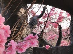 -天适樱花悠乐园