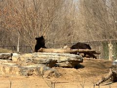 -北京野生动物园