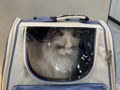 -贝康宠物医院·犬猫全科·小动物特色诊疗中心(东环路店)