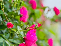 -广富林郊野公园