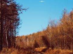 -莫尔道嘎国家森林公园