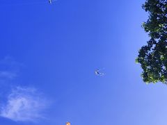 -上海滨江森林公园