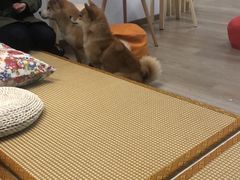 -柴迷FANS CLUB·柴犬狗咖·猫咖