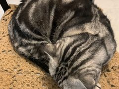 -A猫a狗全科·犬猫异宠·芥西宠物医院(南开总院)