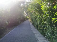 -华侨城湿地公园