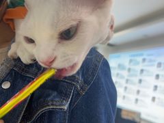 -北京观赏动物医院·24小时大型综合·猫专科·异宠专科