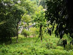 -都江堰中华大熊猫苑