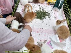 -桂林市花鸟市场