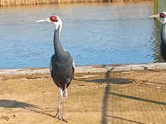 -盐城丹顶鹤湿地生态旅游区