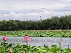 -东郊湿地公园