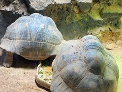 -广州长隆飞鸟乐园