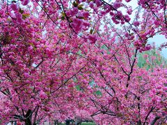 -莲花池公园