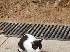 -九龙公园