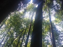 -武陵山森林公园